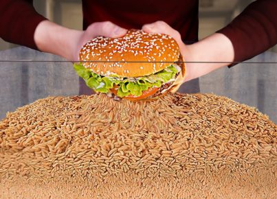 How-Quickly-The-MAGGOTS-Eat-BURGER